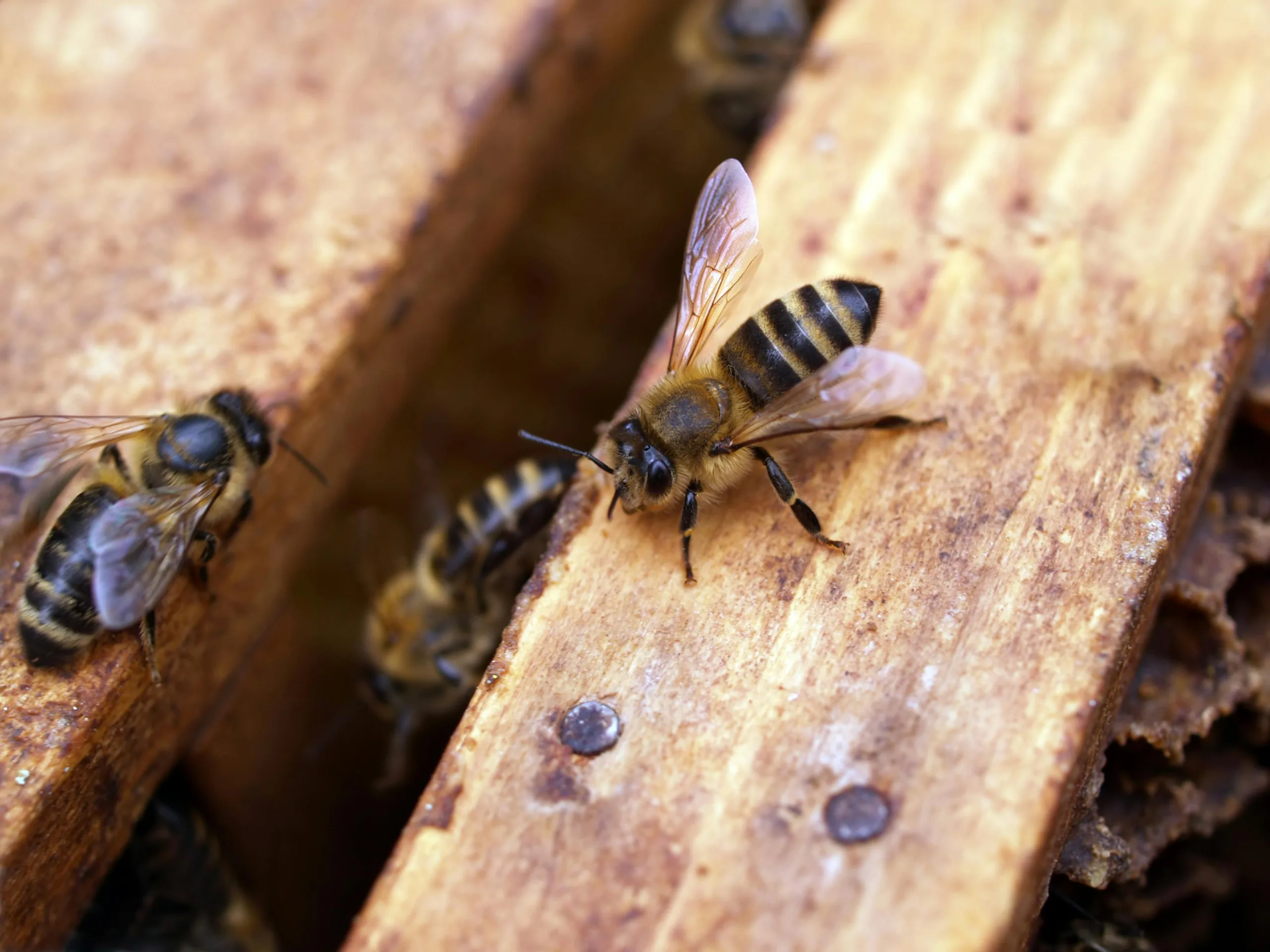 leadership lessons from the beehive